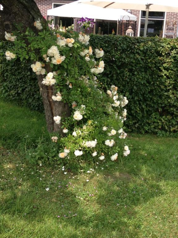 Shepherds House Bed & Breakfast Limmen